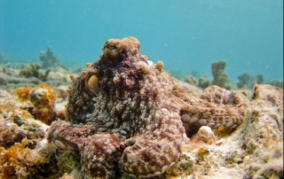 Pulpo congelado para gallega