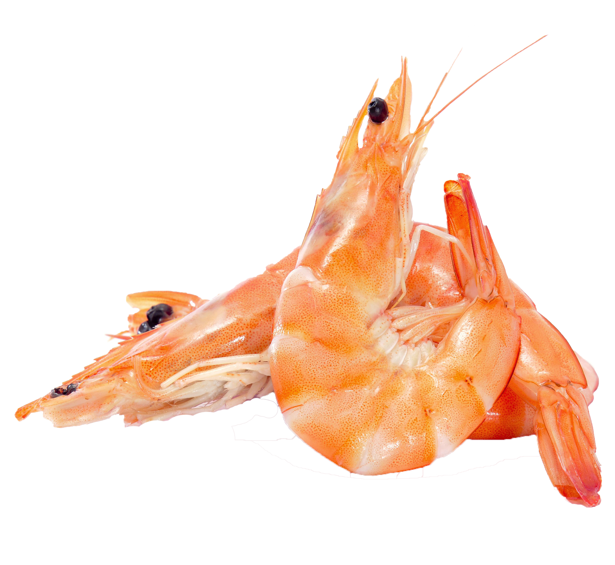 Langostino cocido